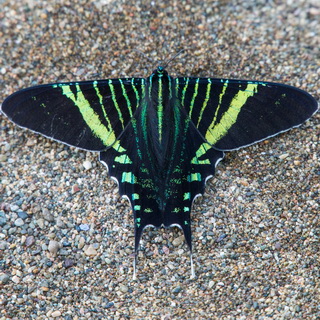 Bahia Drake - Green page moth